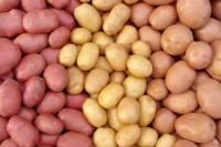 Hot Selling Fresh Russet Potatoes Wholesale Bulk Farm Fresh High Quality Organic Grade A Factory Price