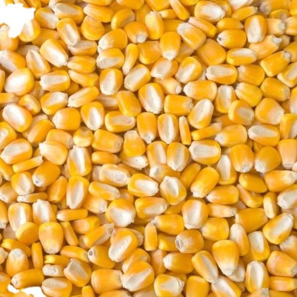 Wholesale Non-GMO Yellow Corn for Feed and Food Use Premium Grade Bulk Supply from Reliable Factory Exporter