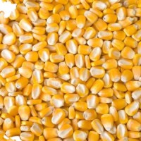 Wholesale Non-GMO Yellow Corn for Feed and Food Use Premium Grade Bulk Supply from Reliable Factory Exporter