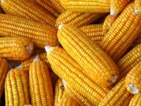 Non-GMO Yellow Corn Wholesale Premium Bulk Grain Supply for Food and Feed from Trusted Factory Export Supplier