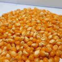 Wholesale Non-GMO Yellow Corn for Feed and Food Use Premium Grade Bulk Supply from Reliable Factory Exporter