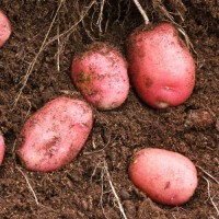 "Fresh Red Potatoes Wholesale Suppliers Direct from Farms Premium Quality Bulk Vegetables for Export"