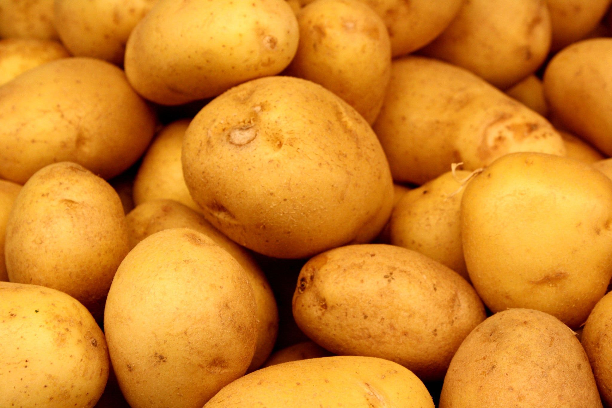 Fresh Yukon Gold Potatoes Premium Grade Wholesale Bulk Supply Best Quality Direct From Farm Factory Price