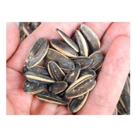 High Quality Bulk Sunflower Seeds Wholesale Online, Raw Sunflower Kernels for Oil, Snacks, Best Price Direct Supplier