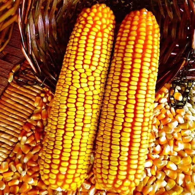 High Quality Non-GMO Yellow Corn Kernels Bulk Wholesale Grain Suppliers with Competitive Export Factory Price