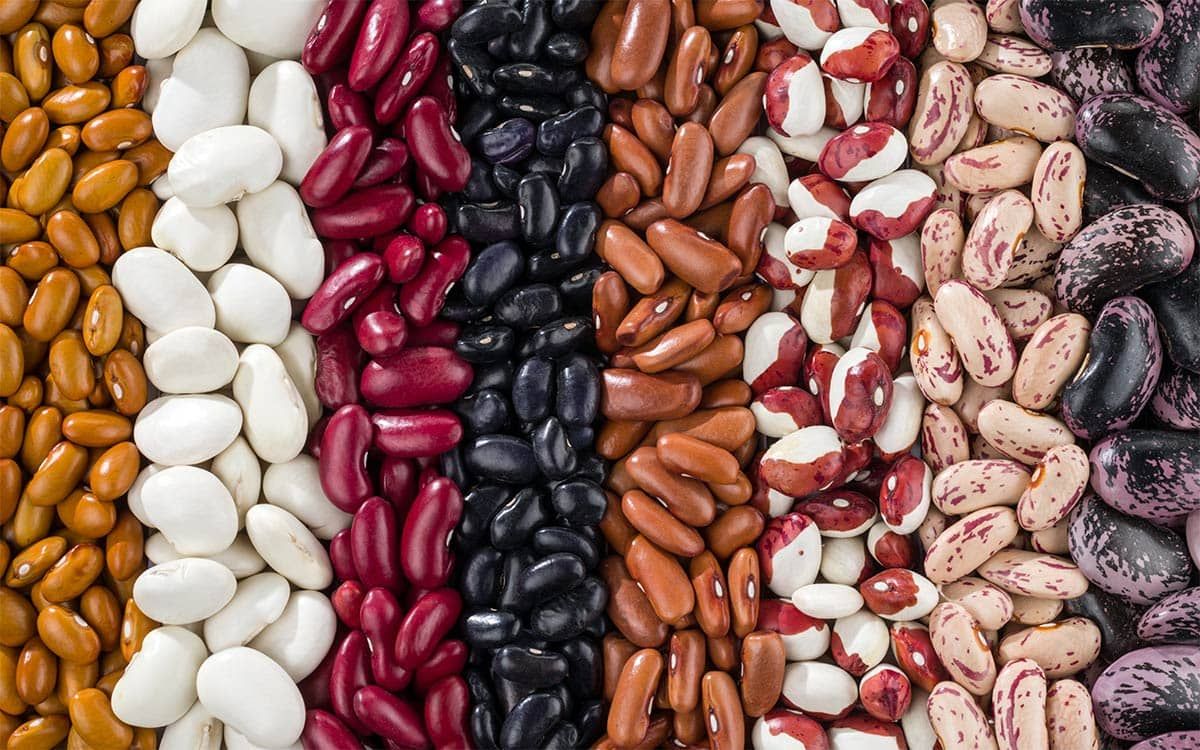 Hot Sale Red White Black Kidney Beans Wholesale Suppliers | Bulk Organic Pulses Exporter with Factory Price