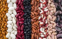 Hot Sale Red White Black Kidney Beans Wholesale Suppliers | Bulk Organic Pulses Exporter with Factory Price