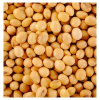 Factory Supply Non-GMO Soybeans | Bulk Wholesale Natural Soybean with High Nutritional Value