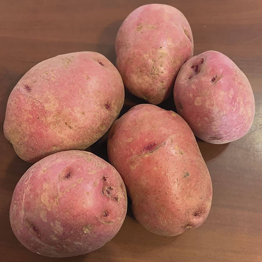 "Premium Red Potatoes Wholesale Suppliers Fresh, Natural Farm Produce High Quality Bulk Supply Worldwide"
