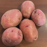 "Premium Red Potatoes Wholesale Suppliers Fresh, Natural Farm Produce High Quality Bulk Supply Worldwide"