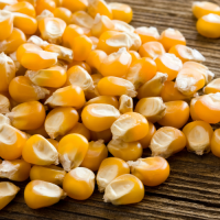Non-GMO Yellow Corn Wholesale Premium Bulk Grain Supply for Food and Feed from Trusted Factory Export Supplier